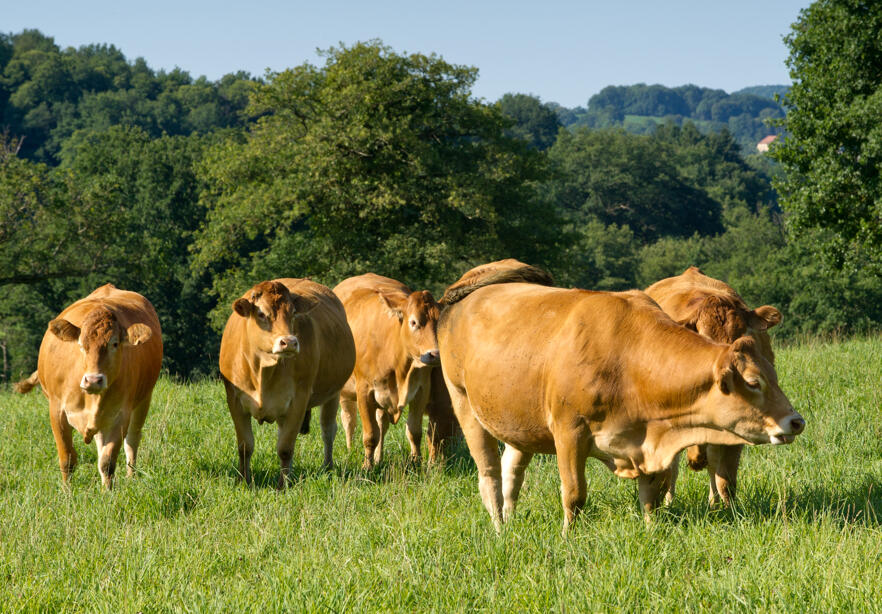 origines de nos viandes